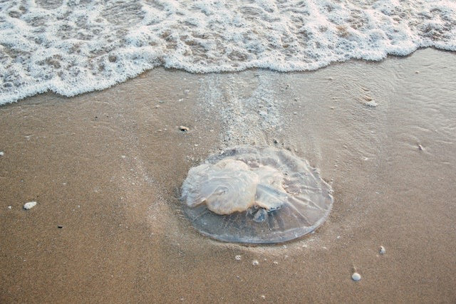 Jelly Fish Face Sheet Mask 6